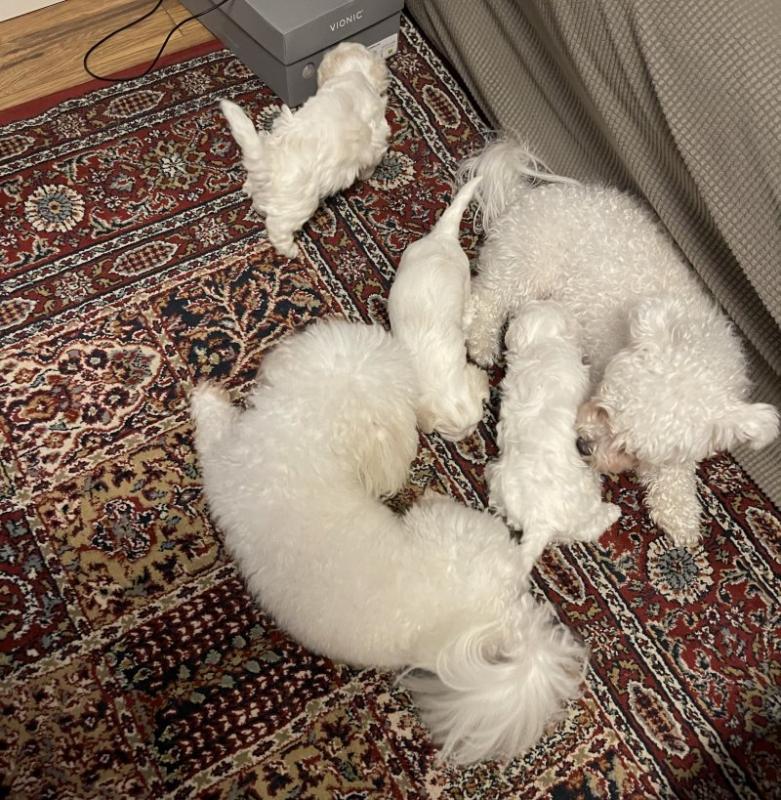 Maltese puppies ready for new homes !!! Image eClassifieds4u