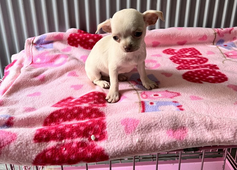 Toy Chihuahua puppies ready for adoption...!!! Image eClassifieds4u