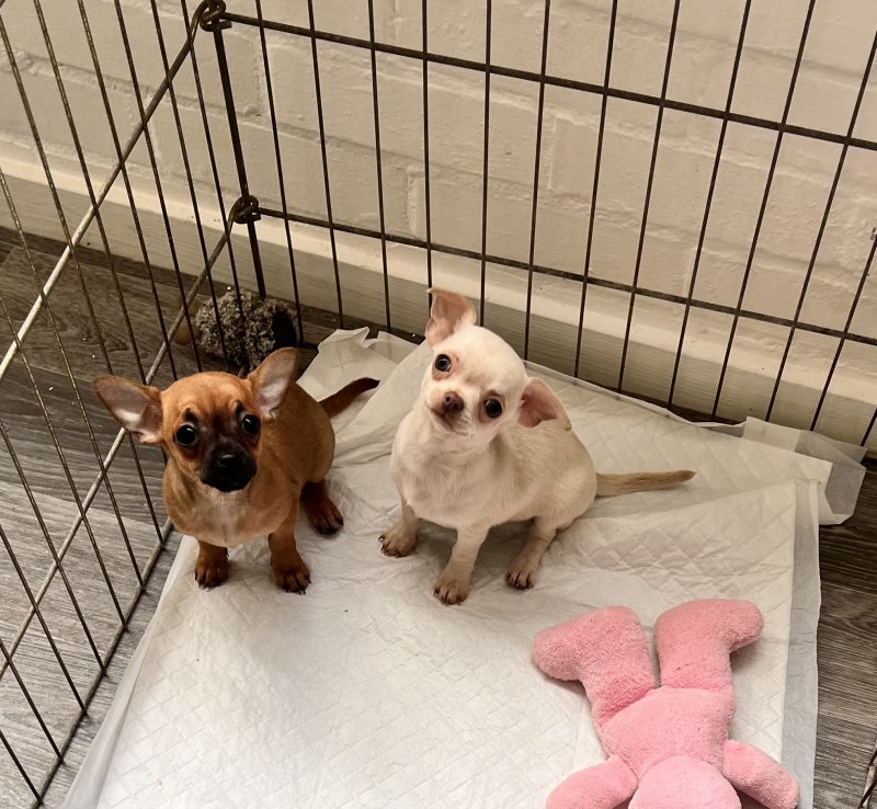 Toy Chihuahua puppies ready for adoption...!!! Image eClassifieds4u