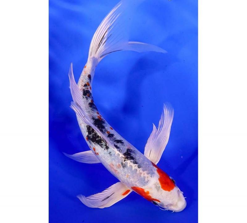 YAMATO NISHIKI BUTTERFLY KOI FISH Image eClassifieds4u