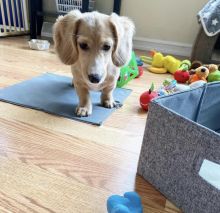 2 cute and adorable Dachshund puppies for adoption