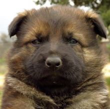 Adorable German Shepherd puppies