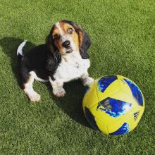 Basset Hound Puppies Ready For Their New Home