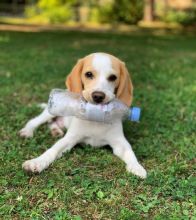Beagle Puppies For Re-homing