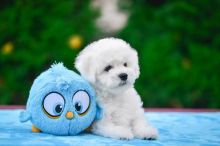 Bichon Frise Puppies For Adoption