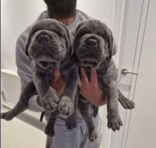 Cane Corso Pups for sale