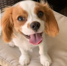 Cavalier King Charles Spaniel puppies available.