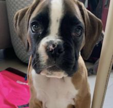 Cute Boxer puppies available