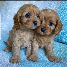 Cute Cavapoo Puppies male and female for adoption into good homes.