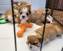 English bulldog puppies for sale