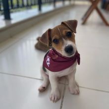 JACK RUSSEL PUPPIES AVAILABLE FOR FREE ADOPTION