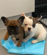 KC reg french bulldog puppies