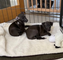 KC registered Italian Greyhound puppies