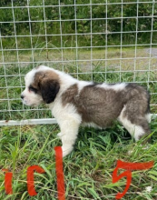 KC Registered Saint Bernard Pups