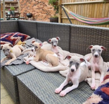 KC whippet puppies, READY NOW