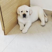 Lovely Labrador Puppies For Adoption