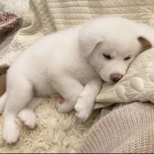 Male and female Akita inu puppies for free adoption