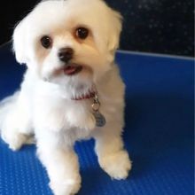 maltese puppies for adoption