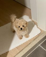 MALTIPOO PUPPIES AVAILABLE FOR FREE ADOPTION