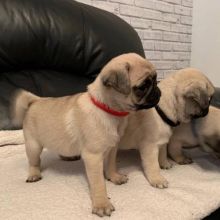 Pug puppies available for adoption, male and female available
