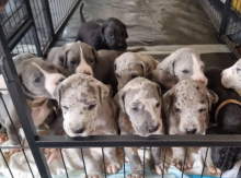 READY NOW 6 AMAZING GREAT DANE PUPPIES