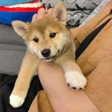 SHIBA INU PUPPIES AVAILABLE FOR FREE ADOPTION