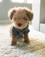 Toy Poodle puppies for good re homing to interested homes.