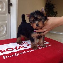 YORKIE PUPPIES READY TO GO