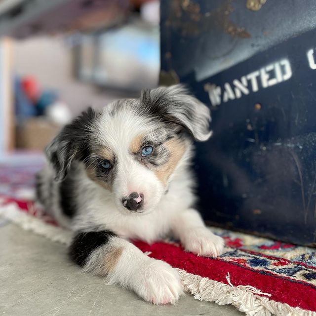 AUSTRALIAN SHEPHERD PUPPIES AVAILABLE FOR FREE ADOPTION Image eClassifieds4u