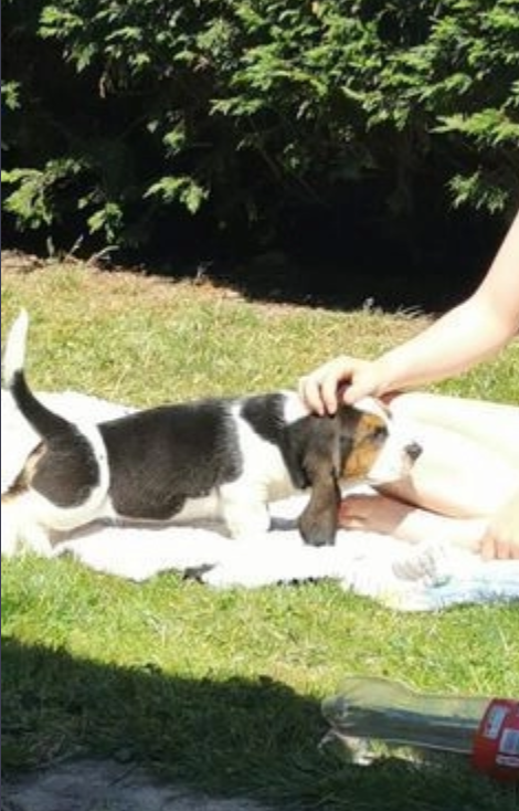 Basset hound puppies available Image eClassifieds4u