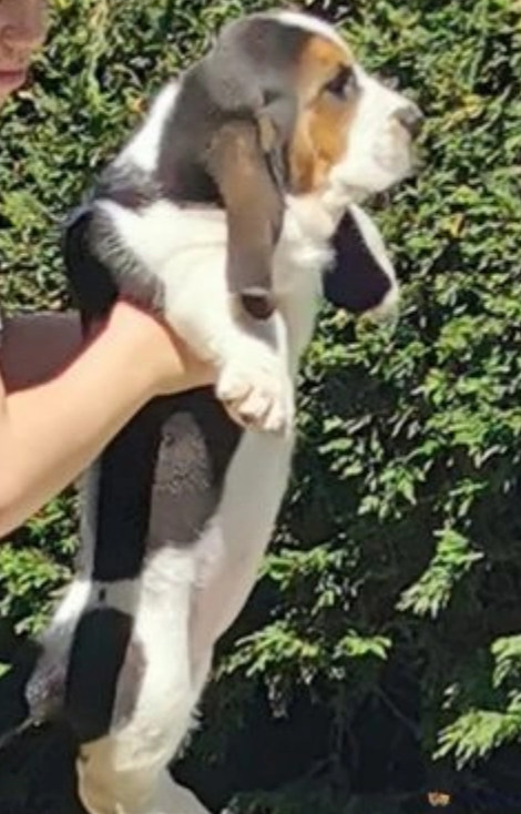 Basset hound puppies available Image eClassifieds4u