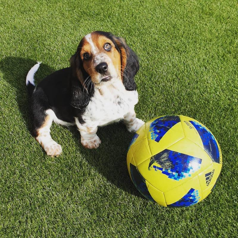 Basset Hound Puppies Ready For Their New Home Image eClassifieds4u