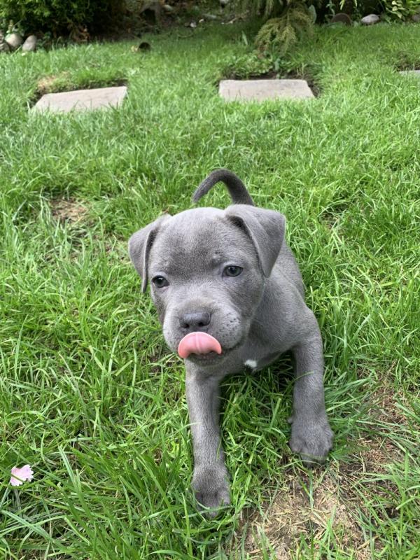 Blue Staffordshire bull terriers Image eClassifieds4u