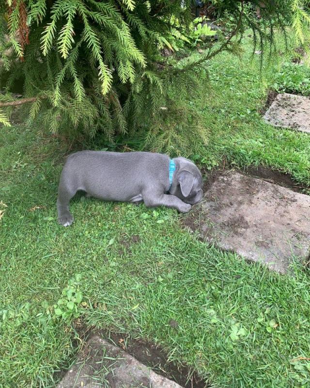Blue Staffordshire bull terriers Image eClassifieds4u