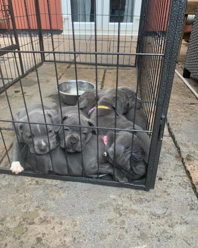 Blue Staffordshire bull terriers Image eClassifieds4u