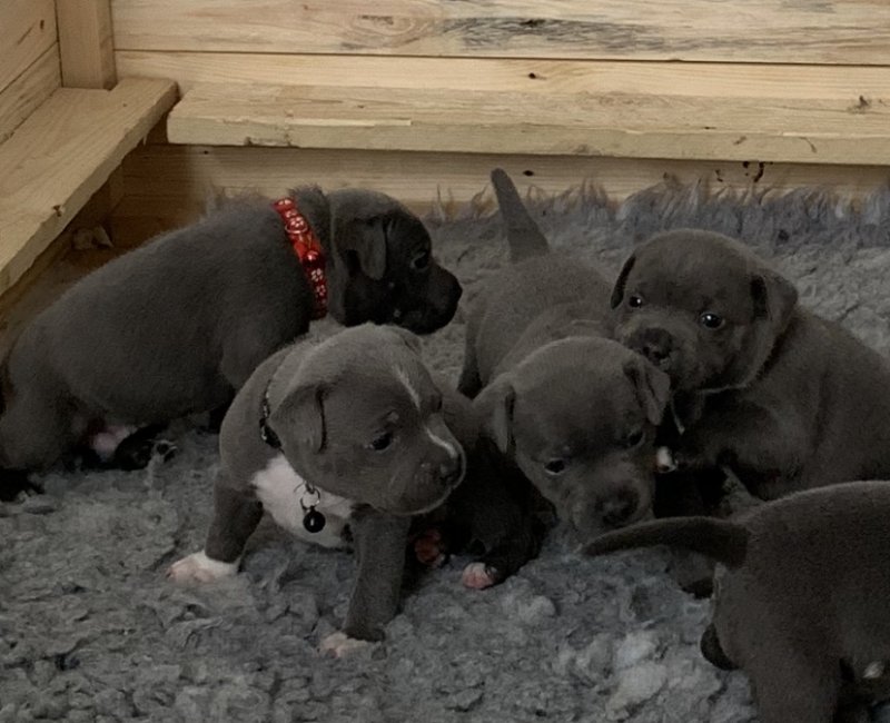 Blue Staffordshire bull terriers Image eClassifieds4u