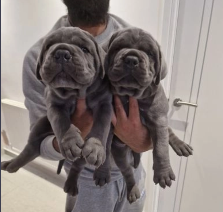 Cane Corso Pups for sale Image eClassifieds4u