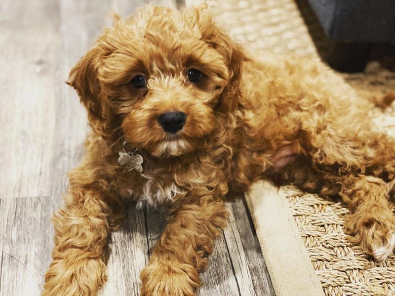 CAVAPOO PUPPIES AVAILABLE FOR FREE ADOPTION Image eClassifieds4u