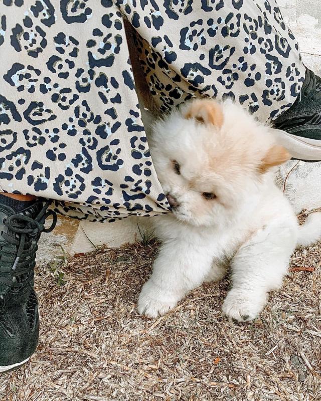CHOW CHOW PUPPIES FOR FREE ADOPTION Image eClassifieds4u