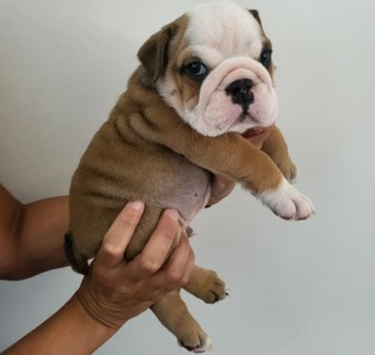 English bulldog puppies for sale Image eClassifieds4u