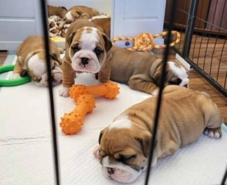 English bulldog puppies for sale Image eClassifieds4u