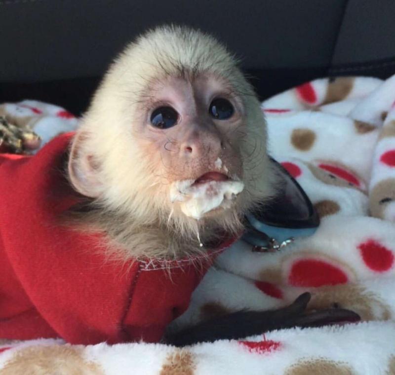 Giving out male and female capuchin monkeys for rehoming Image eClassifieds4u