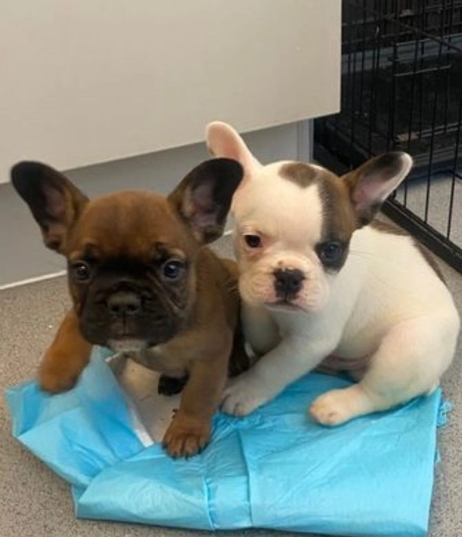 KC reg french bulldog puppies Image eClassifieds4u