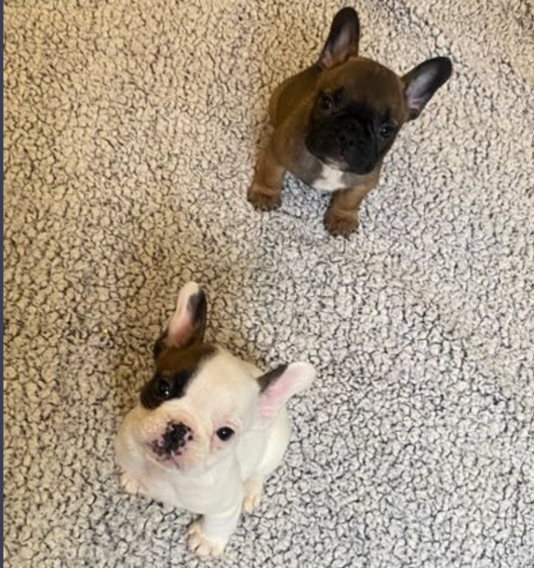 KC reg french bulldog puppies Image eClassifieds4u