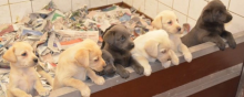 PEDIGREE LABRADOR PUPIES VARIOUS COLOURS Image eClassifieds4u 1