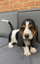 Basset hound puppies available Image eClassifieds4u 2
