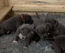Blue Staffordshire bull terriers Image eClassifieds4u 4