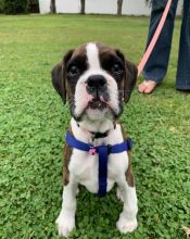 Boston Terrie Puppies For Adoption Image eClassifieds4u 1