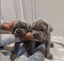 Cane Corso Pups for sale Image eClassifieds4u 2