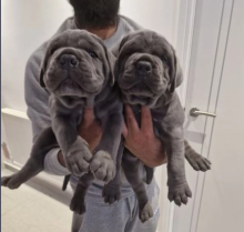 Cane Corso Pups for sale Image eClassifieds4u 1